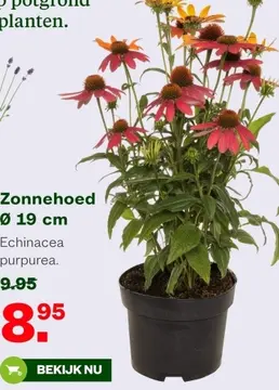 Aanbieding: Zonnehoed