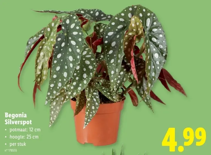 Promotie: Begonia Silverspot
