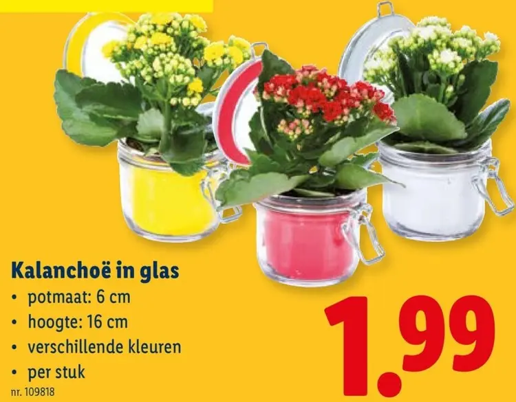 Promotie: Kalanchoë in glas