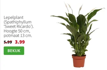 Aanbieding: Lepelplant (Spathiphyllum 'Sweet Ricardo')