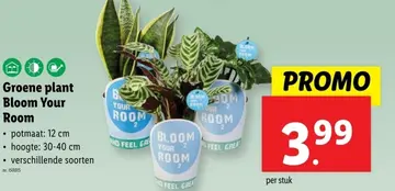 Aanbieding: Groene plant Bloom Your Room