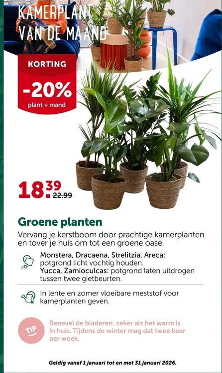 Promotie: Groene planten