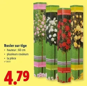 Offre: Rosier sur tige