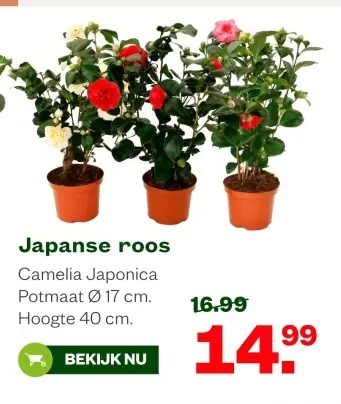 Aanbieding: Japanse roos
