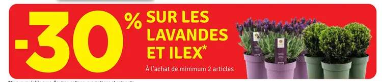 Offre: Lavandes et ilex