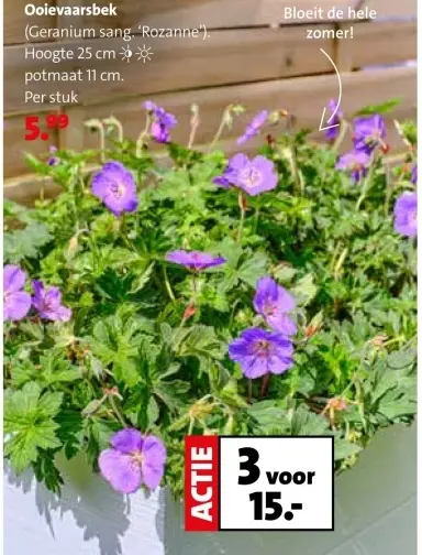 Aanbieding: Ooievaarsbek