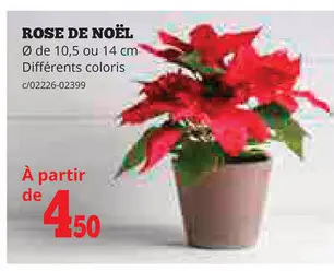 Offre: Rose de noël