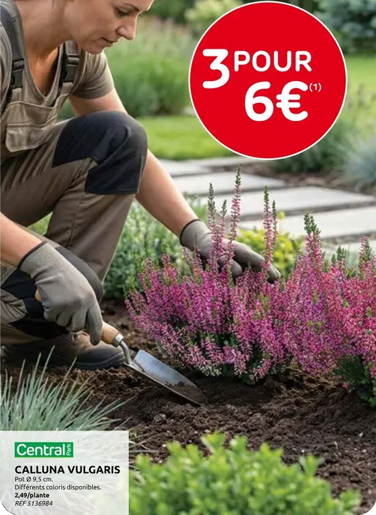 Offre: Calluna vulgaris