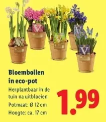 Aanbieding: Bloembollen in eco-pot