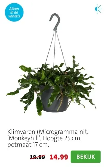 Aanbieding: Klimvaren (Microgramma nit. 'Monkeyhill')