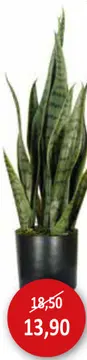 Aanbieding: Sansev