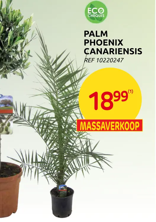 Promotie: Palm phoenix canariensis