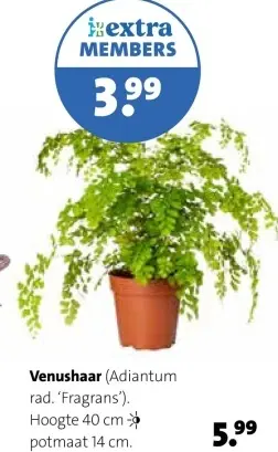 Aanbieding: Venushaar