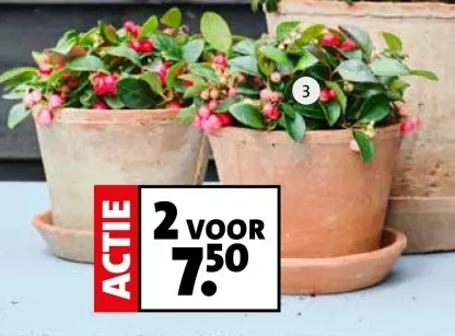 Aanbieding: Bergthee (Gaultheria procumbens)