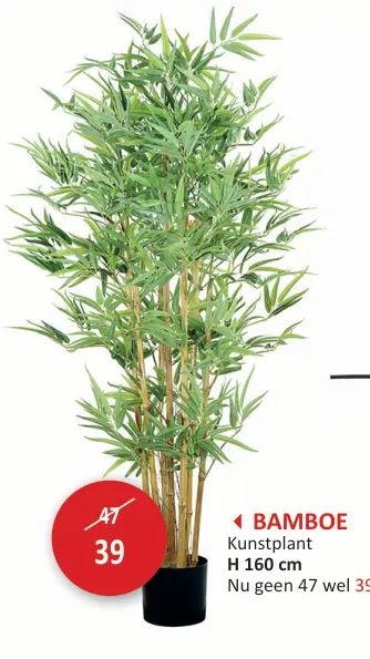 Promotie: Bamboe