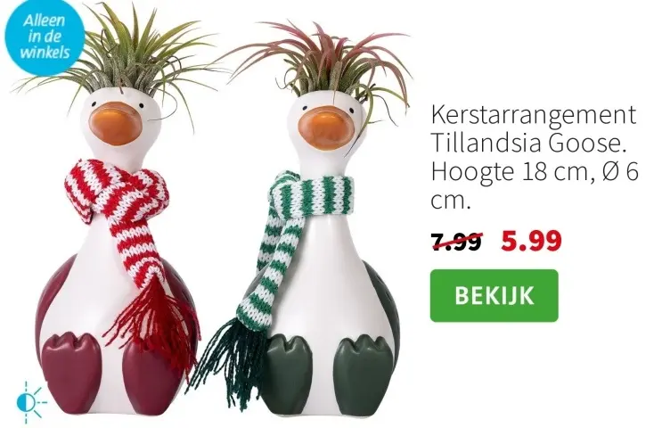 Aanbieding: Kerstarrangement Tillandsia Goose
