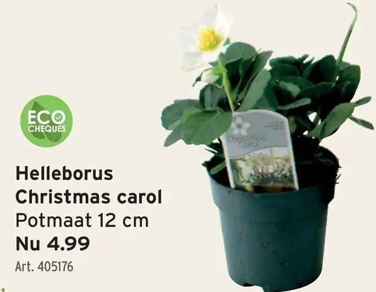 Promotie: Helleborus Christmas carol