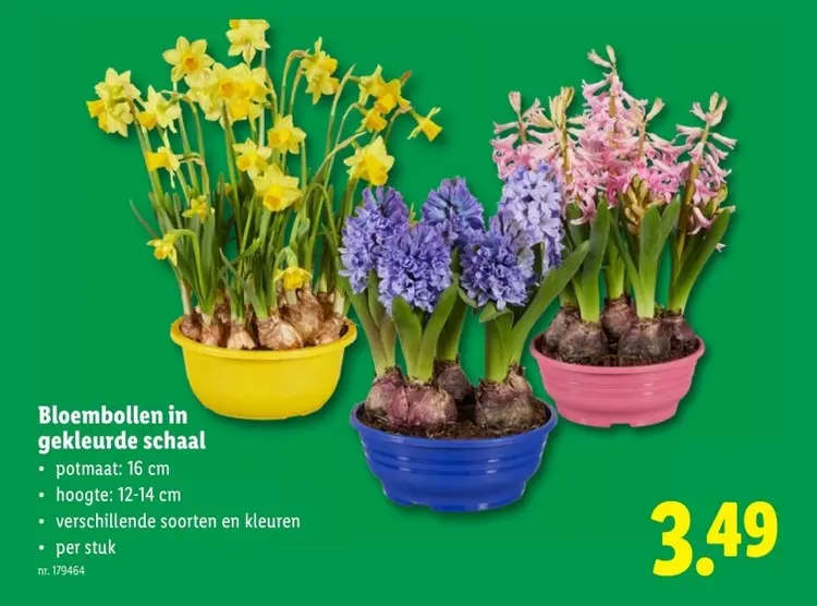Promotie: Bloembollen in gekleurde schaal