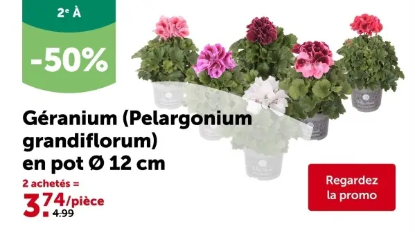 Offre: Géranium (Pelargonium grandiflorum) en pot 12 cm