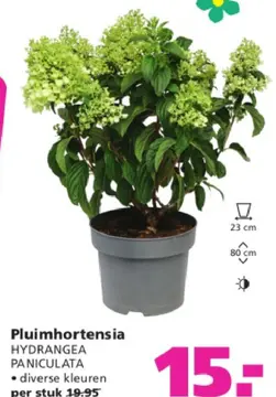 Aanbieding: Pluimhortensia HYDRANGEA PANICULATA
