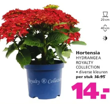 Aanbieding: Hortensia HYDRANGEA ROYALTY COLLECTION