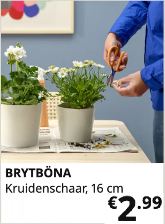 Promotie: Brytböna kruidenschaar