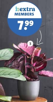 Aanbieding: Plant