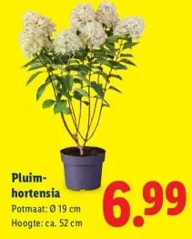 Aanbieding: Kamerplanten in pot