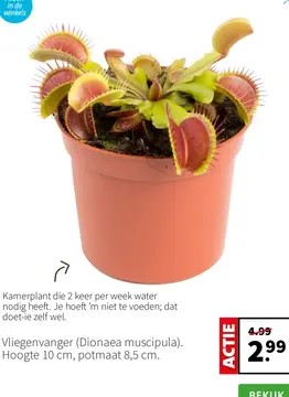 Aanbieding: Vliegenvanger (Dionaea muscipula)