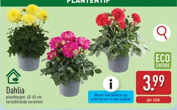 Aanbieding: Dahlia
