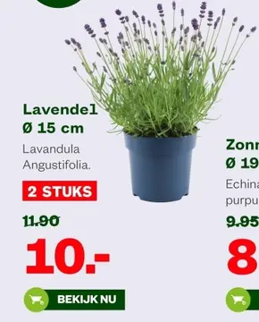 Aanbieding: Lavendel