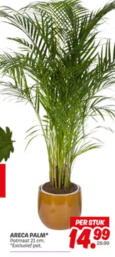 Aanbieding: Areca palm