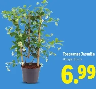 Aanbieding: Toscaanse Jasmijn