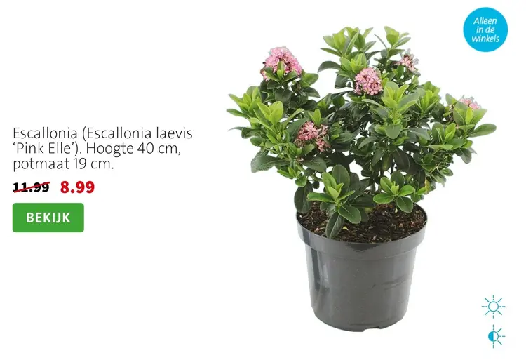 Aanbieding: Escallonia (Escallonia laevis 'Pink Elle')