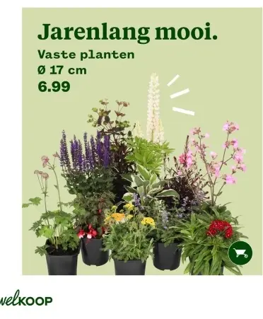 Aanbieding: Vaste planten