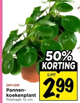 Aanbieding: Pannenkoekenplant
