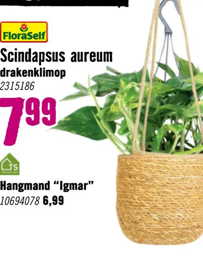 Aanbieding: Scindapsus Scindapsus aureum potmaat Ø 15.0 cm H 34-45 cm