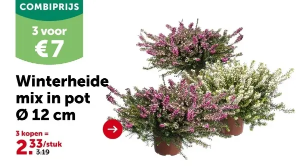 Aanbieding: Winterheide mix in pot