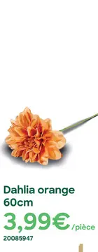 Offre: Dahlia orange