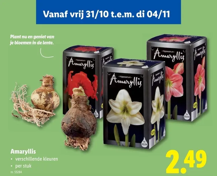 Aanbieding: Amaryllis