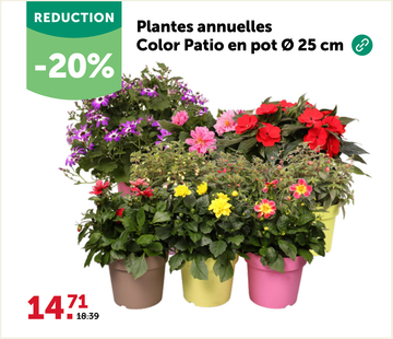 Offre: Plantes annuelles Color Patio en pot