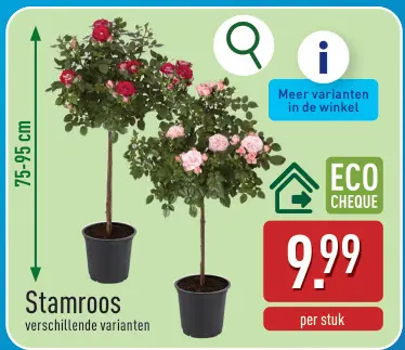 Promotie: Rosier sur tige