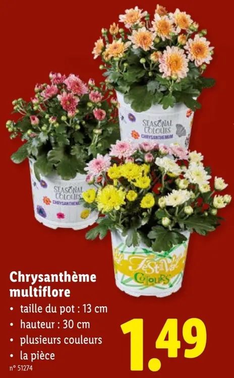 Offre: Chrysanthème multiflore