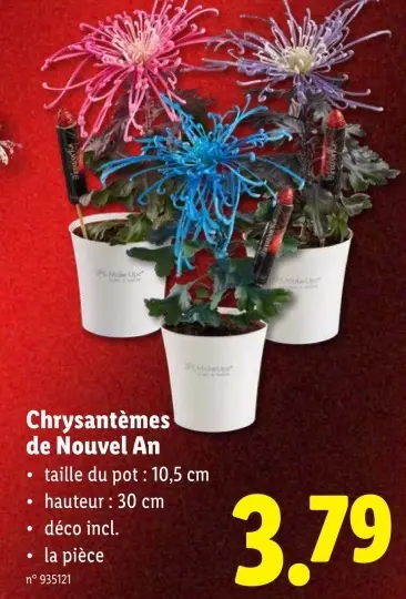 Offre: Chrysantèmes de Nouvel An