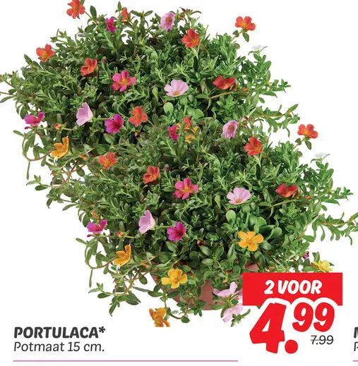 Portulaca