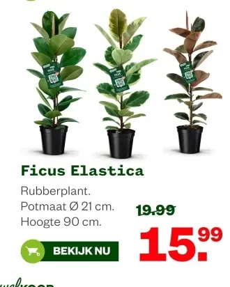 Aanbieding: Ficus Elastica