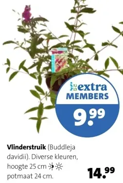 Aanbieding: Vlinderstruik