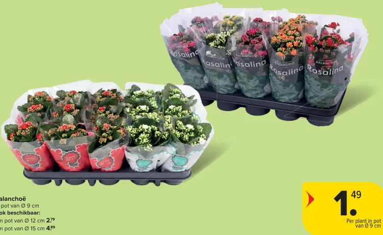 Promotie: Rosalina Kalanchoë