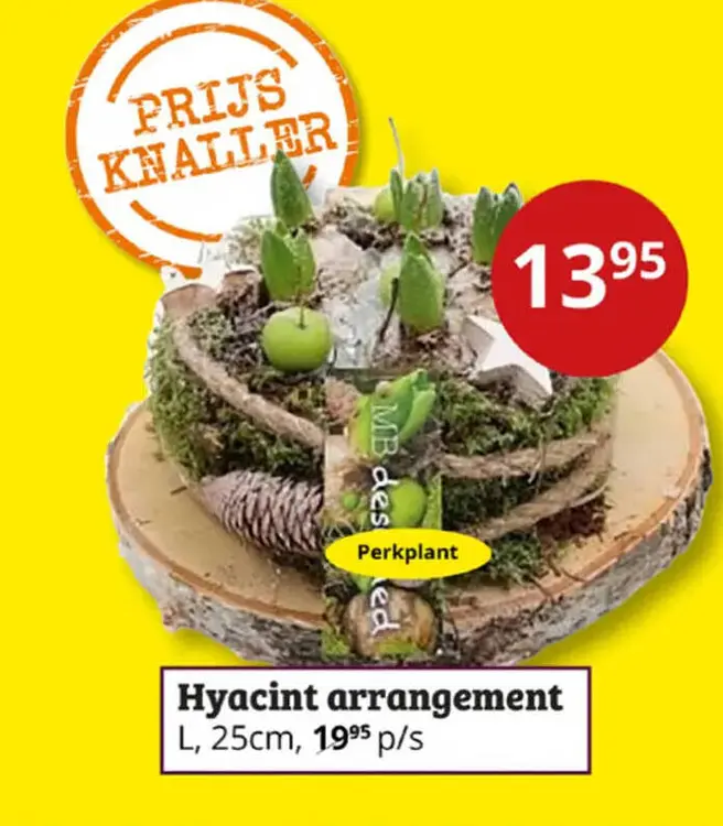 Aanbieding: Hyacint arrangement