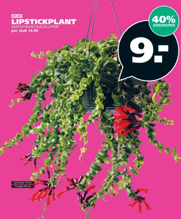 Aanbieding: Lipstickplant